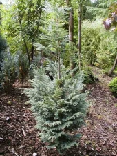 Chamaecyparis lawsoniana 'Blom' 